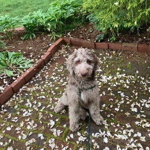 Meet your Posher, Dean